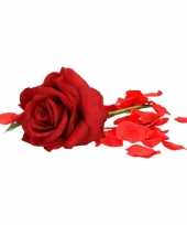 Valentijnskado rode roos 31 cm met rozenblaadjes kado